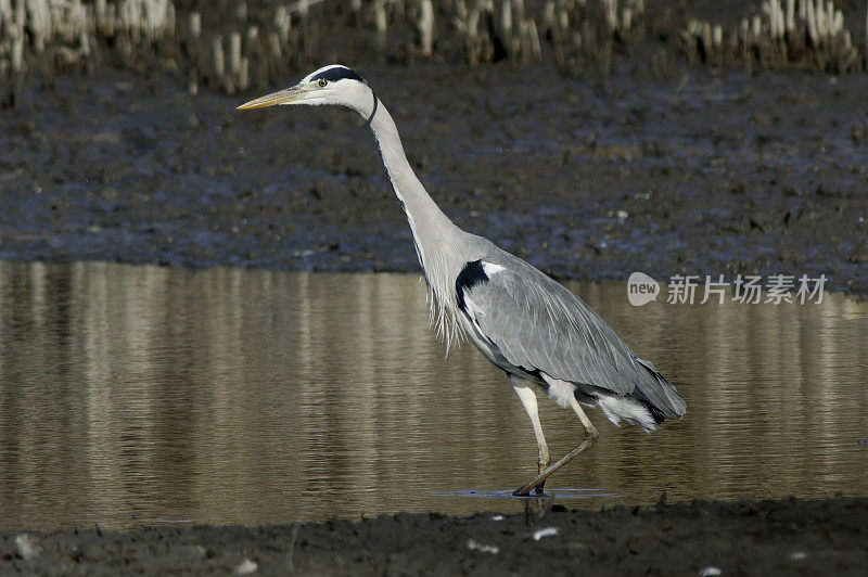 灰鹭(Ardea cinerea)